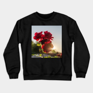 Red roses against summer evening sun Crewneck Sweatshirt